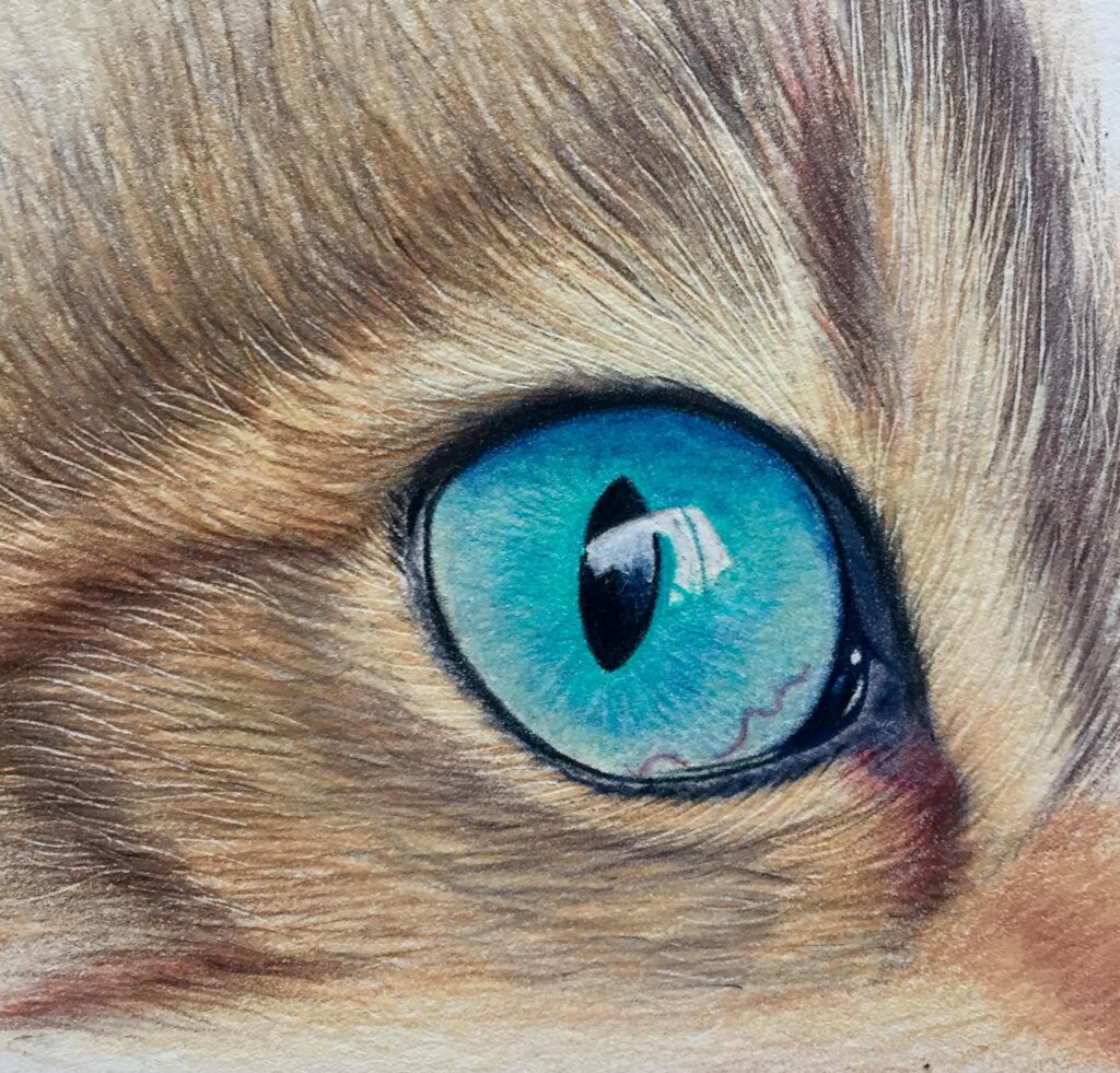 Learn To Draw a Cat's Eye in Colored Pencil | REAL TIME TUTORIAL - YouTube