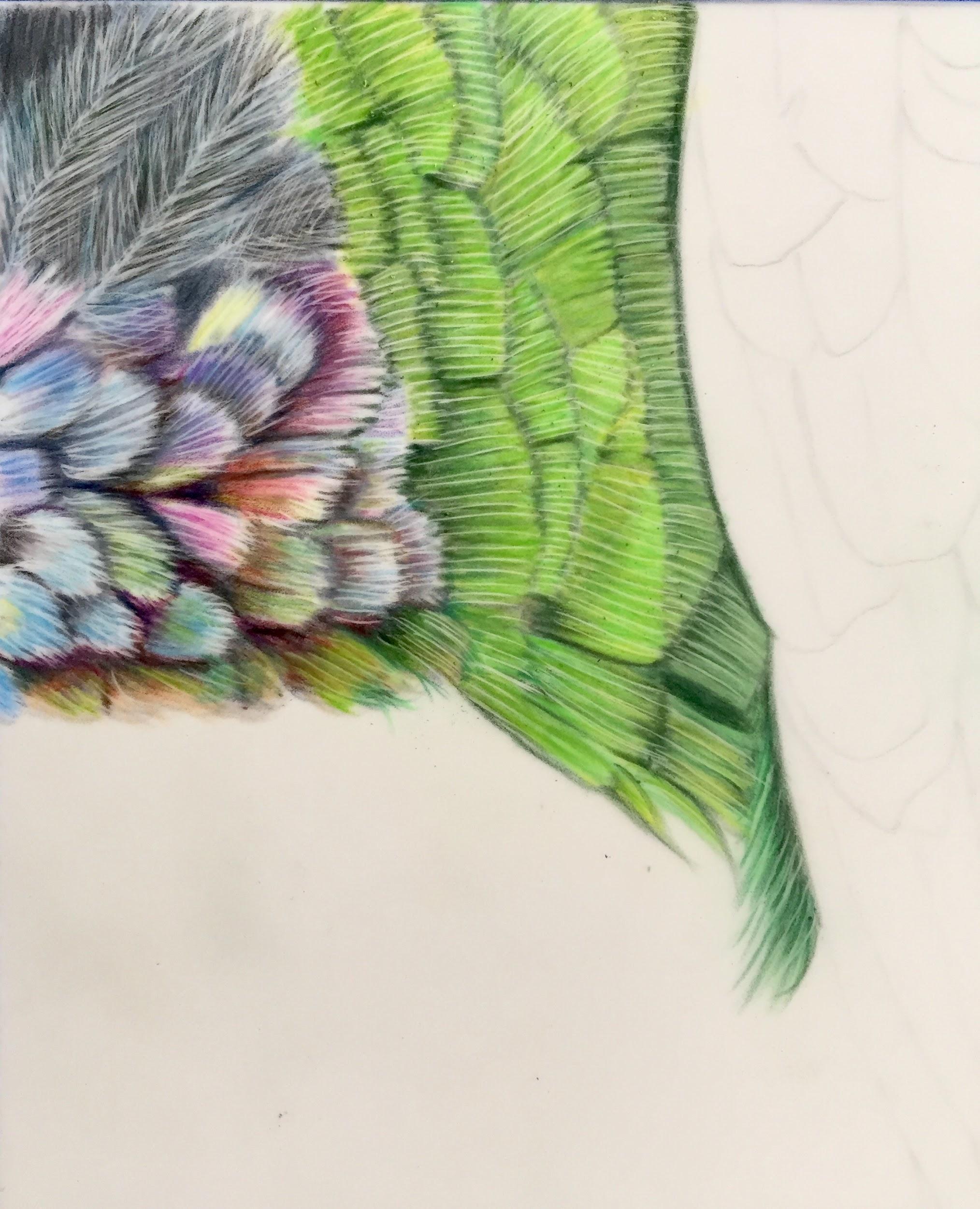 Derwent Chromaflow Feathers Tutorial | Bromleys Art Supplies