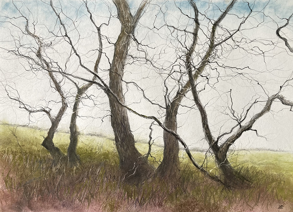 Discover The Subtle Art Of Derwent XL Graphitint: Creating ‘Windswept Trees’